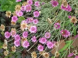 Everlasting flower