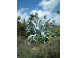 Agave franzosinii cactus