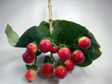 The red berries are a popular | Hypericum androsaemum