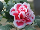 Camellia Tama-Ariake