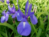 カキツバタ