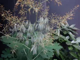 Macleaya cordata