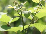 ウド