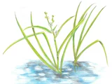 Bur reed