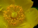 Hidcote