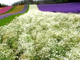 Gypsophila