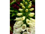 Digitalis