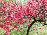 菊花桃