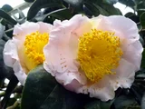 椿 天香
