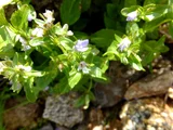 Nepeta subsessilis