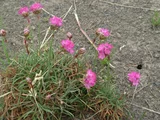 Armeria maritima