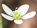 キクザキイチゲ