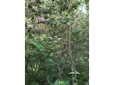 Macrosepalum