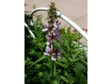 Stachys aspera var. hispidula