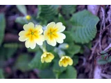 黄花九轮草