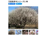 ウメ