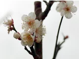 梅 白鷹