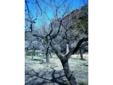 梅 月宮殿