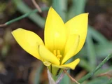 黄花韭