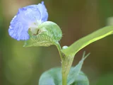 オオボウシバナ