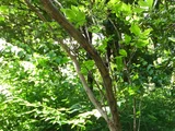 Euonymus hamiltonianus