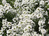 香雪球@Sweet Alyssum Super Alyssum 'Snow princess"