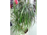 紅邊竹蕉