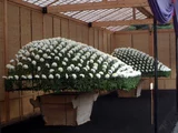 菊花 “裾野的月”