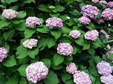 Hydrangea macrophylla