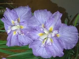 花菖蒲 ’汐煙’