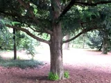 Japanese torreya