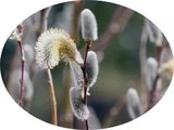 Pussy willow