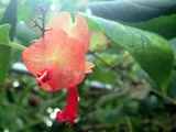 Holmskioldia sanguinea