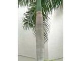 bottle Palm