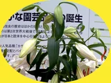 カサブランカ