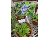 菊花叶婆婆納