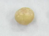 澳洲坚果