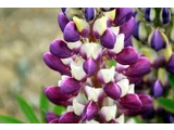 Lupinus polyphyllus