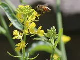 苦芥
