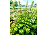 Sweet basil