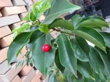 Ilex pedunculosa