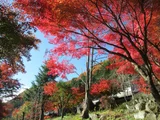 Palmate maple