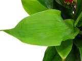Cast-iron Plant