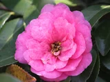 山茶花