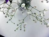 Gypsophila