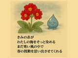 プリムラ・オブコニカ