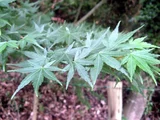 Palmate maple