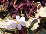 三角紫叶酢浆草