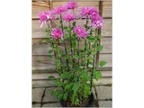 菊 "江户菊 新秋之红”