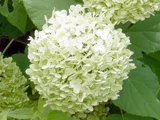 西洋紫陽花 アナベル